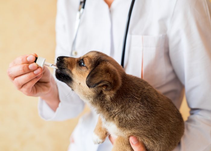 A mongrel unbred puppy, examination in a vet clinic, vaccination. vet doctor gives medicine to a pup