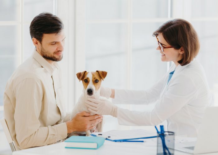 Cute dog poses at vet office, being examined by professional vet, has serious disease