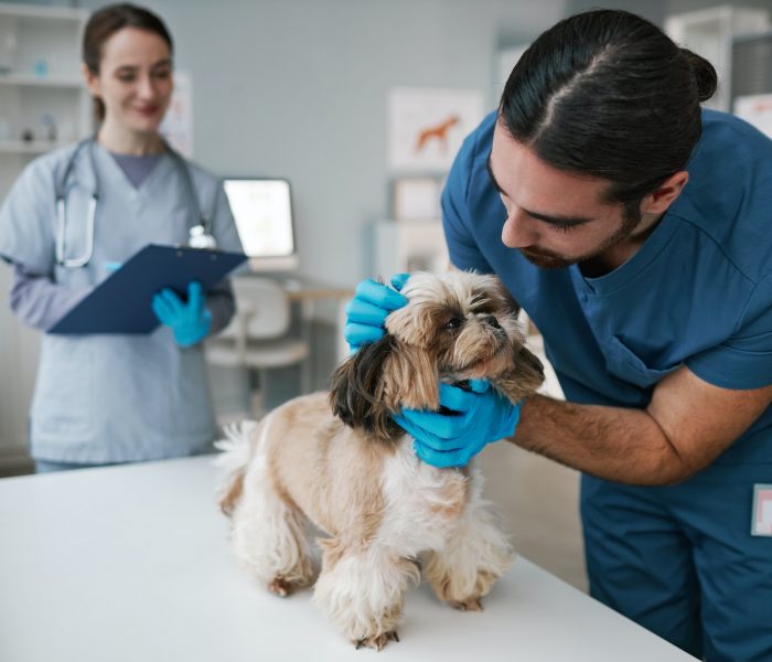 Young vet doctor in uniform cuddling yorkshire terrier during check up